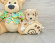 7 week old Maltipoo Puppy For Sale - Pilesgrove Pups