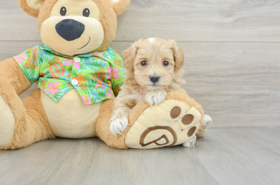 5 week old Maltipoo Puppy For Sale - Pilesgrove Pups