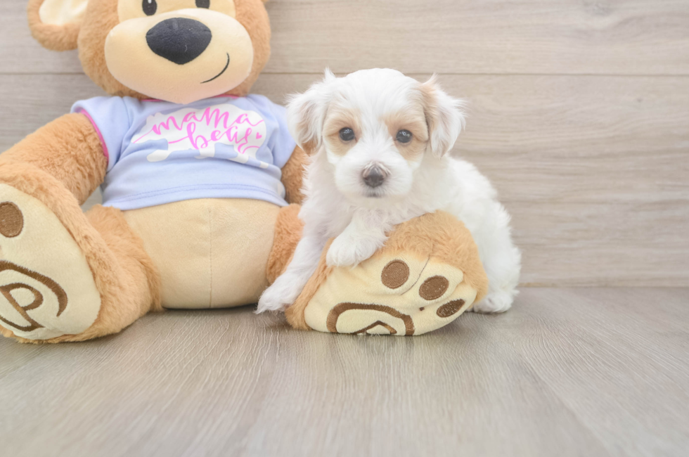 5 week old Maltipoo Puppy For Sale - Pilesgrove Pups