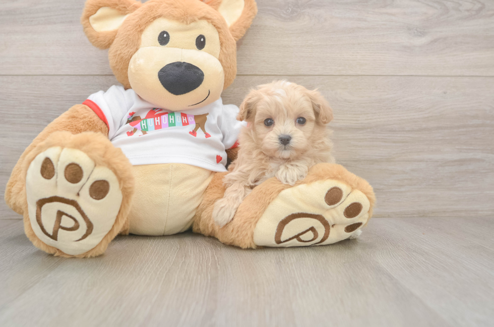5 week old Maltipoo Puppy For Sale - Pilesgrove Pups
