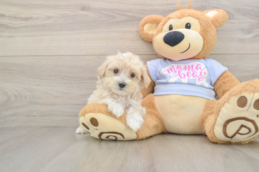 Fluffy Maltipoo Poodle Mix Pup