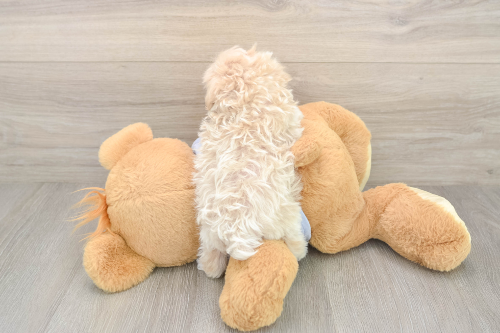 Energetic Multipoo Poodle Mix Puppy