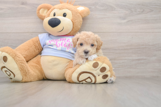 Best Maltipoo Baby