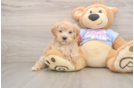 Hypoallergenic Maltese Poodle Poodle Mix Puppy