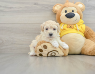 8 week old Maltipoo Puppy For Sale - Pilesgrove Pups