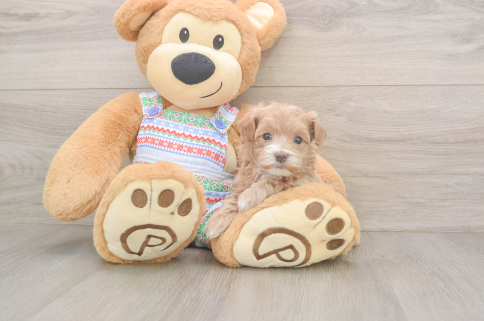 5 week old Maltipoo Puppy For Sale - Pilesgrove Pups