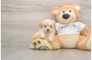 Adorable Maltese Poodle Poodle Mix Puppy