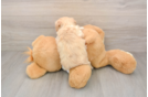 Best Maltipoo Baby
