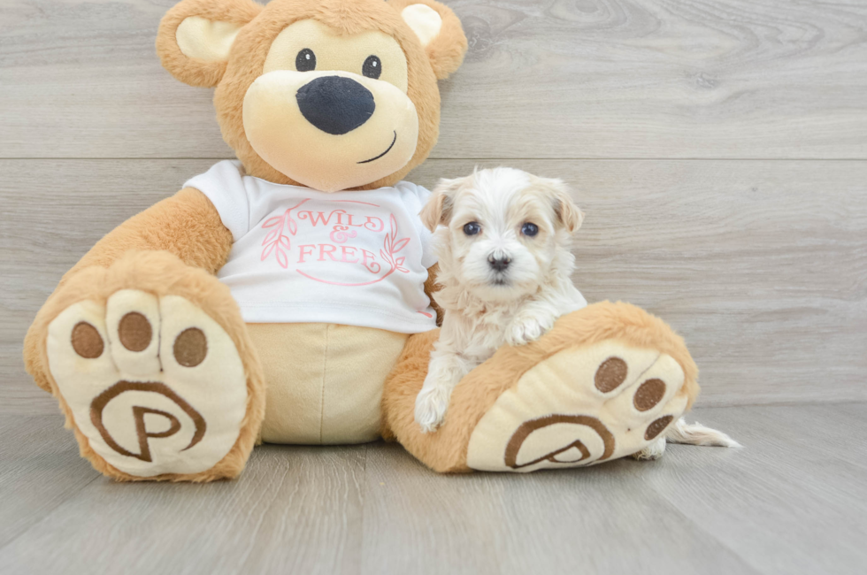 5 week old Maltipoo Puppy For Sale - Pilesgrove Pups