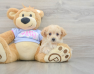 8 week old Maltipoo Puppy For Sale - Pilesgrove Pups