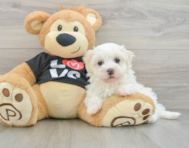 8 week old Maltipoo Puppy For Sale - Pilesgrove Pups
