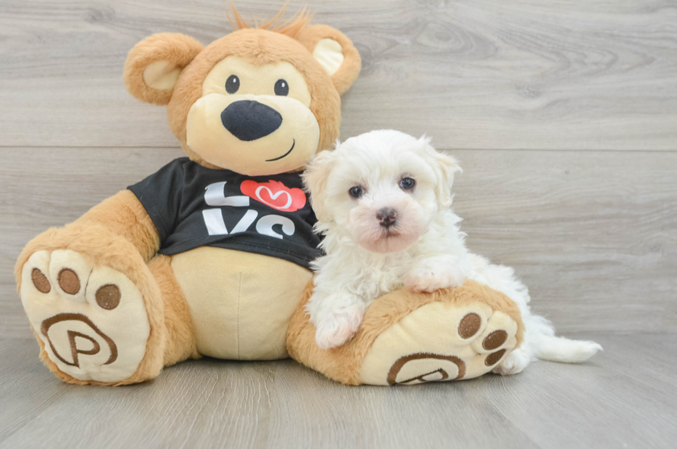 6 week old Maltipoo Puppy For Sale - Pilesgrove Pups