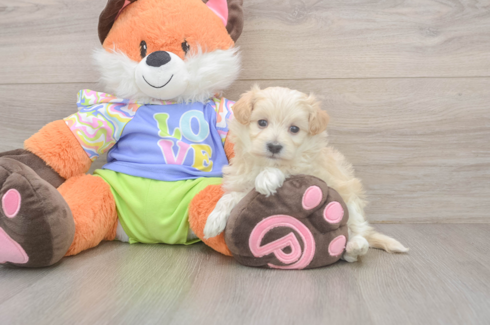 5 week old Maltipoo Puppy For Sale - Pilesgrove Pups