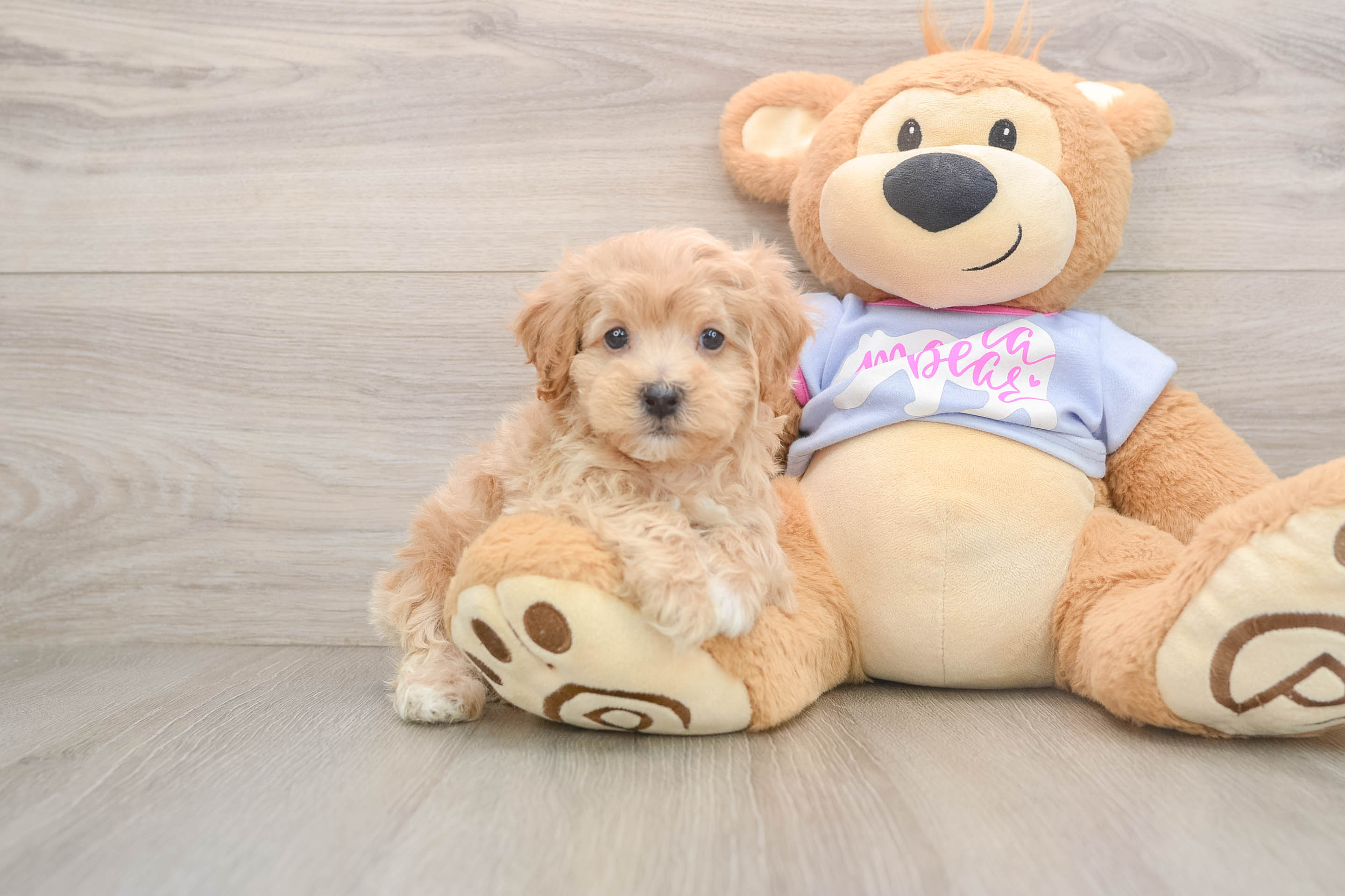 Little Multipoo Poodle Mix Puppy