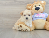 8 week old Maltipoo Puppy For Sale - Pilesgrove Pups