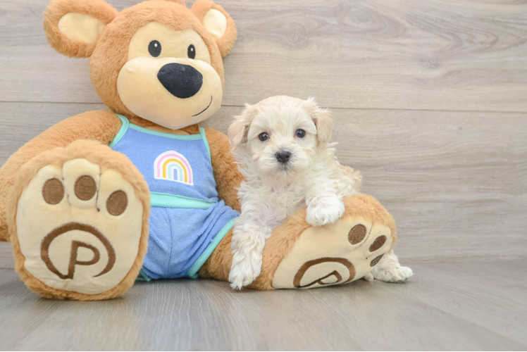Maltipoo Pup Being Cute
