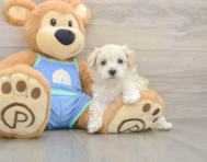 8 week old Maltipoo Puppy For Sale - Pilesgrove Pups