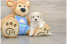 Maltipoo Pup Being Cute