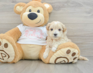 7 week old Maltipoo Puppy For Sale - Pilesgrove Pups