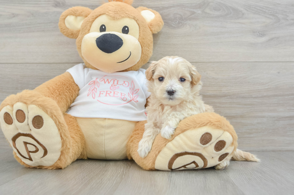 5 week old Maltipoo Puppy For Sale - Pilesgrove Pups