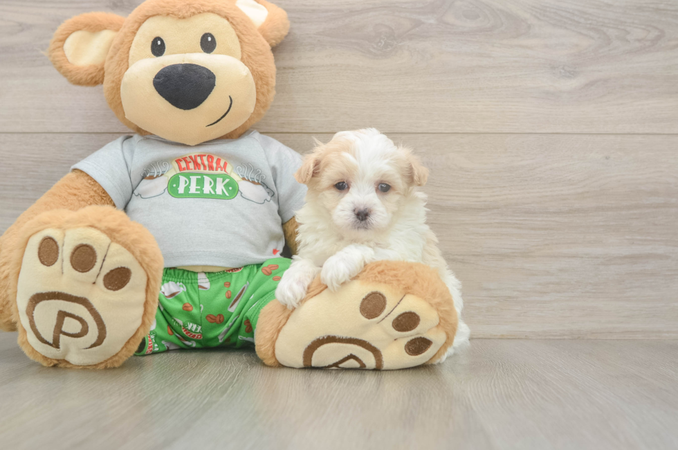 5 week old Maltipoo Puppy For Sale - Pilesgrove Pups