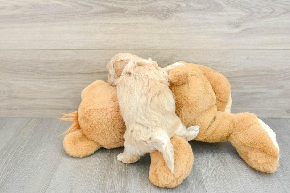 Maltipoo Pup Being Cute