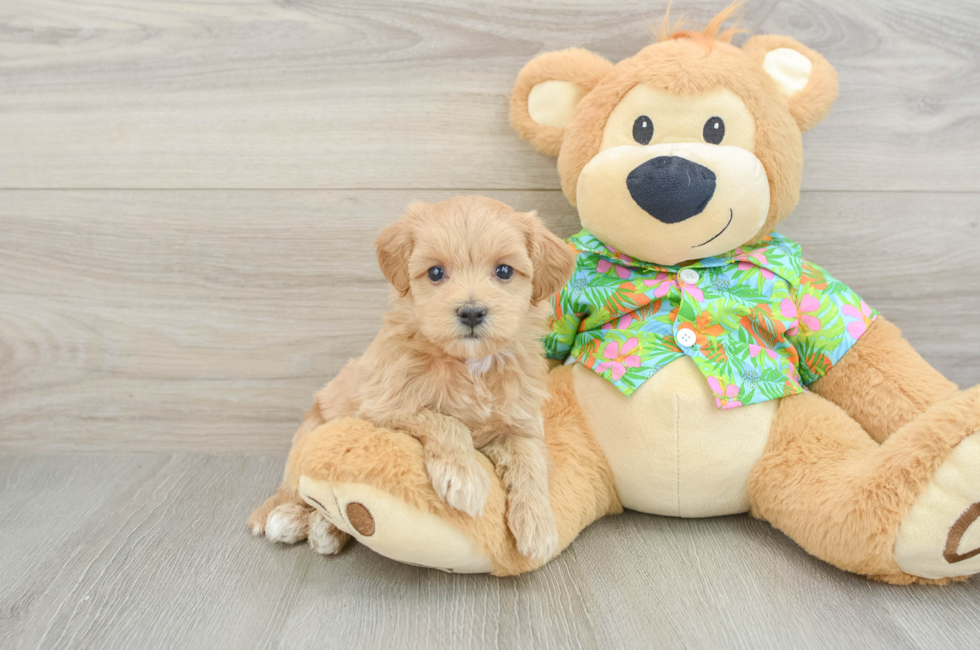 5 week old Maltipoo Puppy For Sale - Pilesgrove Pups