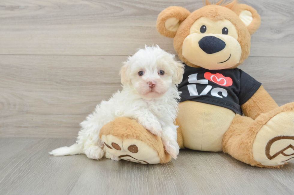 6 week old Maltipoo Puppy For Sale - Pilesgrove Pups