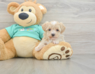 8 week old Maltipoo Puppy For Sale - Pilesgrove Pups