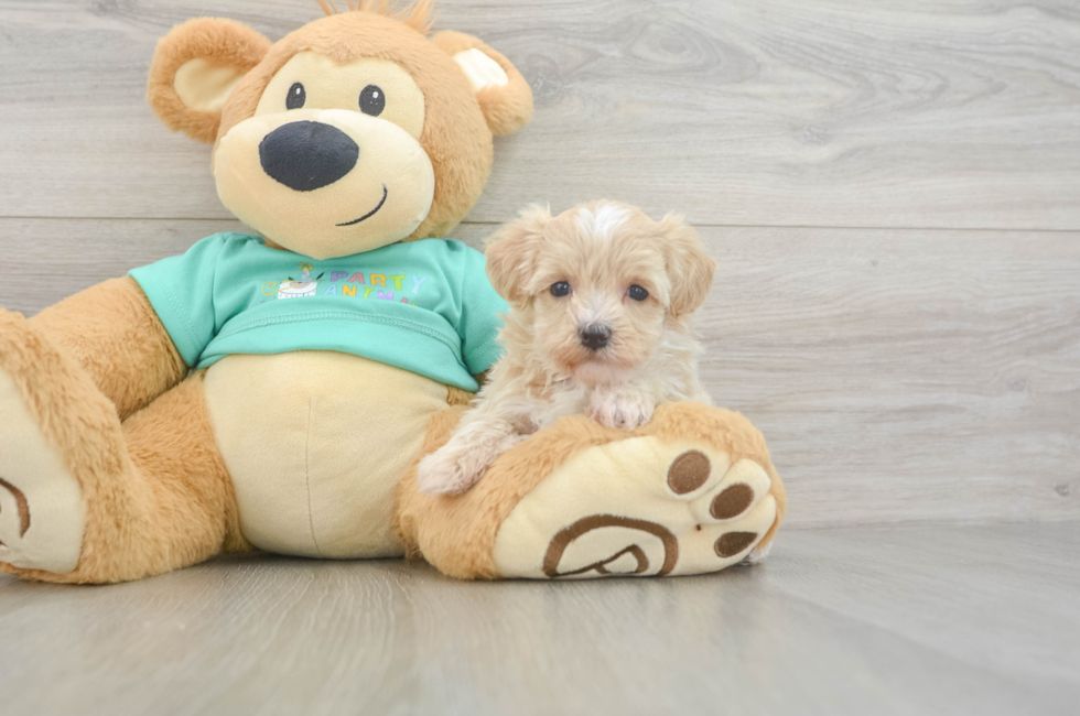 7 week old Maltipoo Puppy For Sale - Pilesgrove Pups