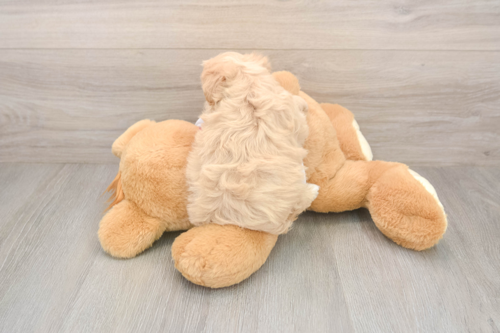 Popular Maltipoo Poodle Mix Pup