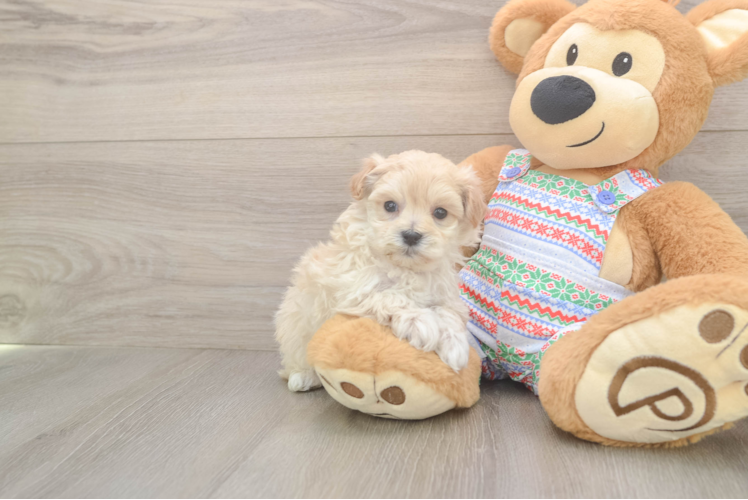 Adorable Multipoo Poodle Mix Puppy