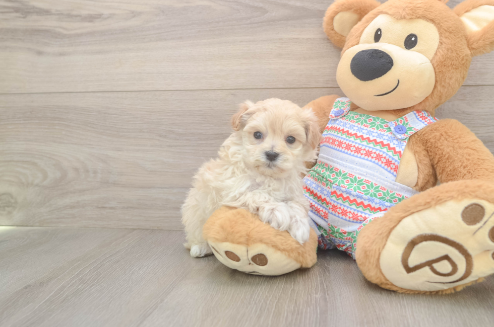 5 week old Maltipoo Puppy For Sale - Pilesgrove Pups