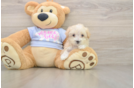Best Maltipoo Baby
