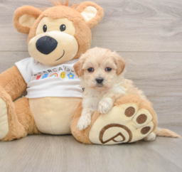 7 week old Maltipoo Puppy For Sale - Pilesgrove Pups