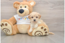 Smart Maltipoo Poodle Mix Pup