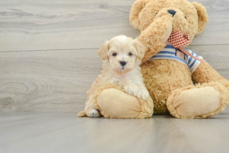 Maltipoo Pup Being Cute