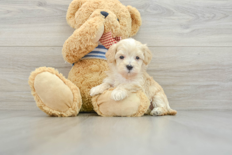 Funny Maltipoo Poodle Mix Pup