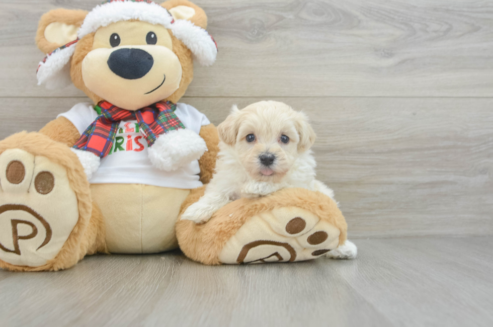 6 week old Maltipoo Puppy For Sale - Pilesgrove Pups