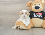 7 week old Maltipoo Puppy For Sale - Pilesgrove Pups