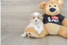 Best Maltipoo Baby