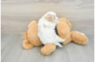 Maltipoo Puppy for Adoption