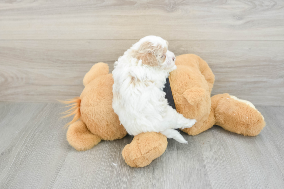 Maltipoo Puppy for Adoption