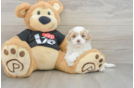 Funny Maltipoo Poodle Mix Pup