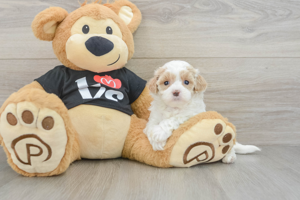 Funny Maltipoo Poodle Mix Pup