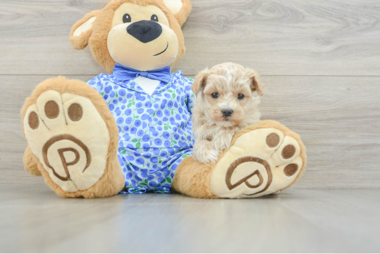 Maltipoo Puppy for Adoption