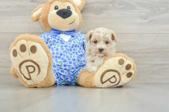 Maltipoo Puppy for Adoption