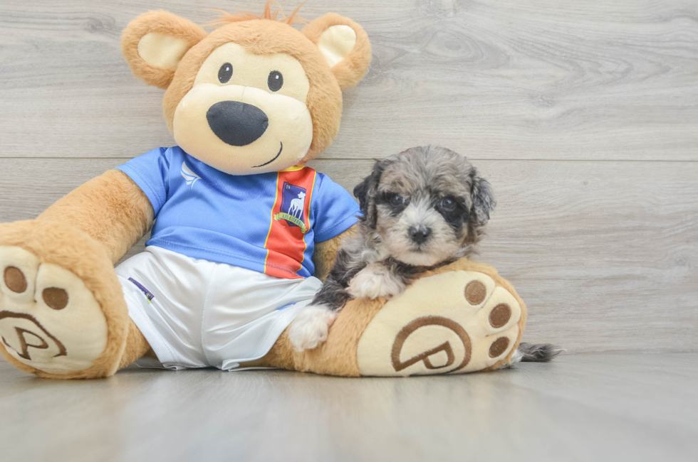5 week old Maltipoo Puppy For Sale - Pilesgrove Pups