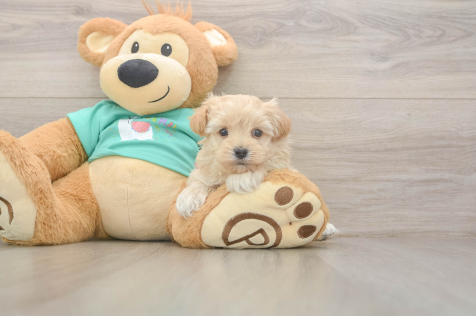 5 week old Maltipoo Puppy For Sale - Pilesgrove Pups