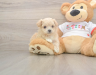 7 week old Maltipoo Puppy For Sale - Pilesgrove Pups